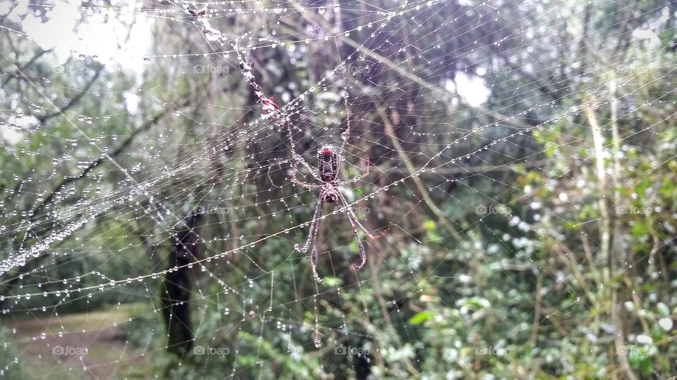 Spider, rainy day