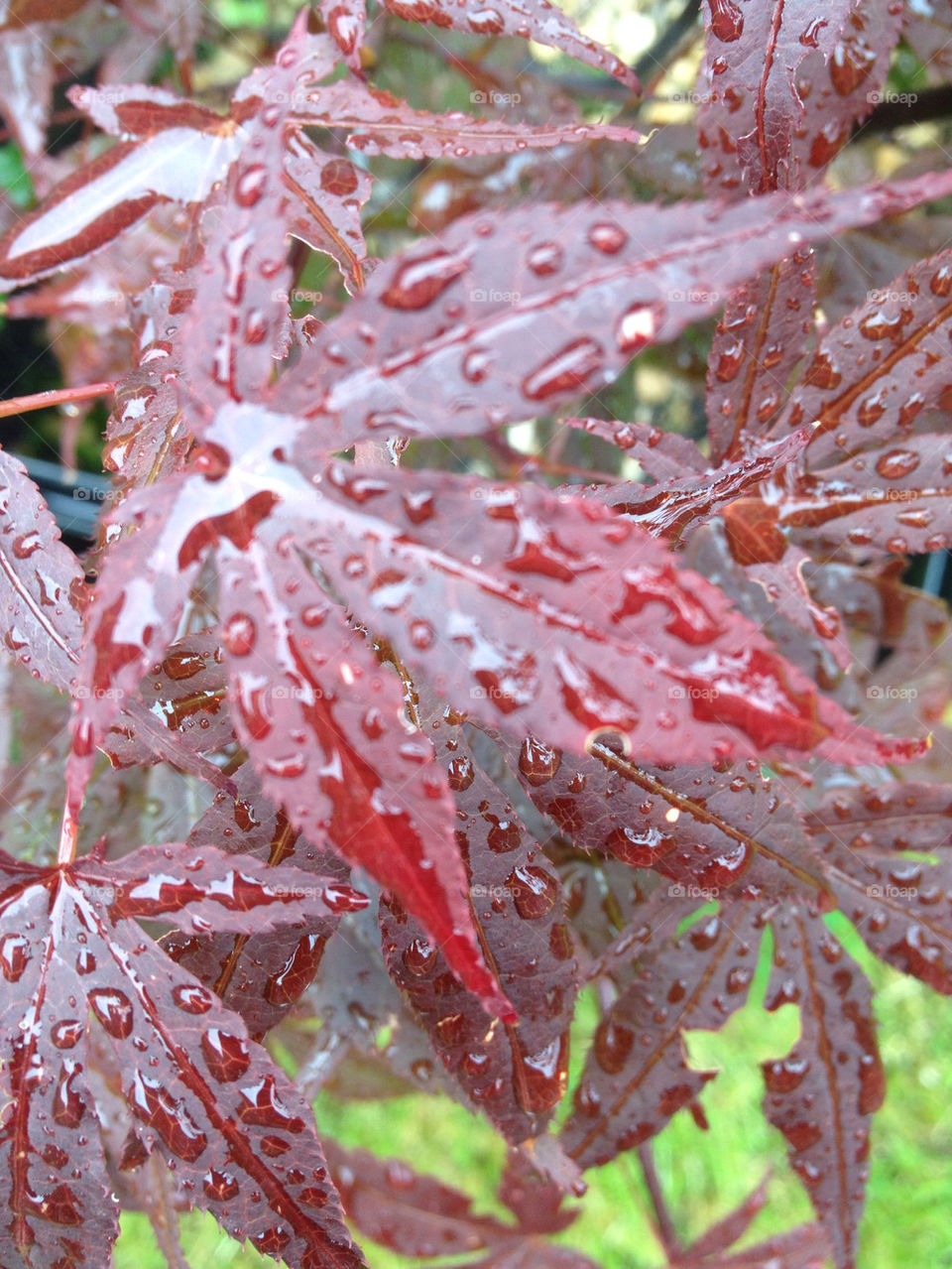 red water leafs acer by gsplan