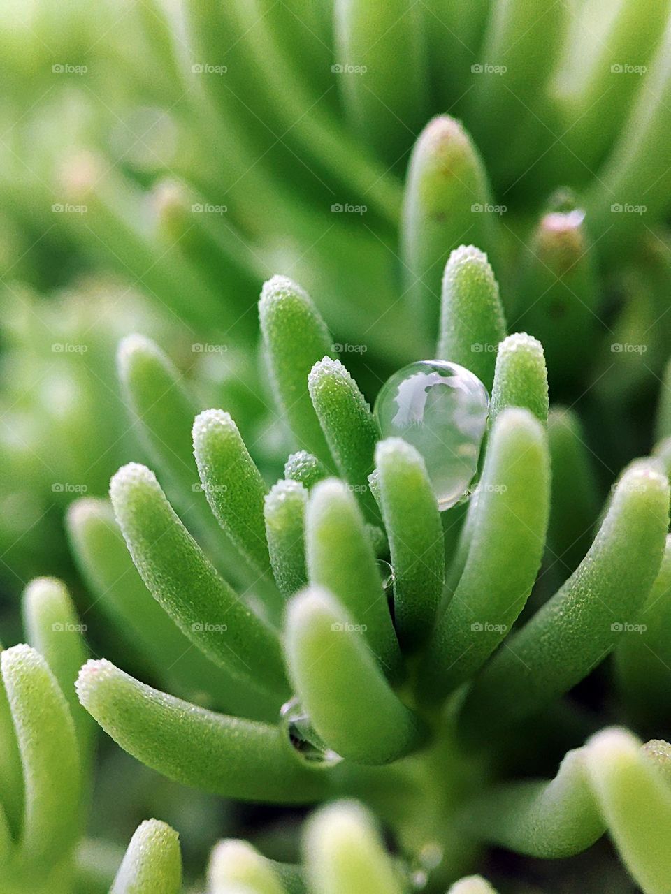 Macro photo of a summer plants