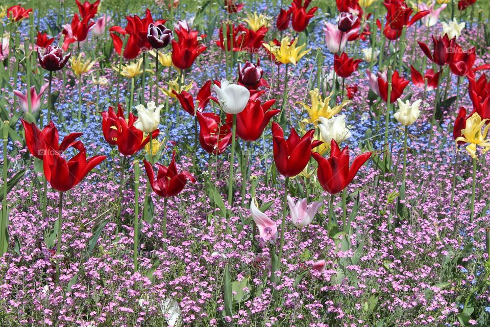 Close up of colorful tulips and others first spring flowers