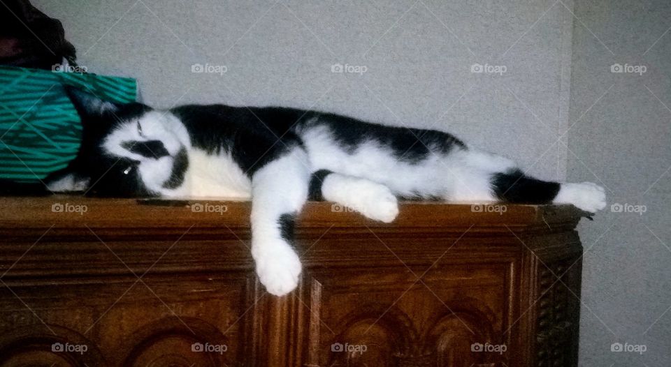 cat on a cabinet sleeping