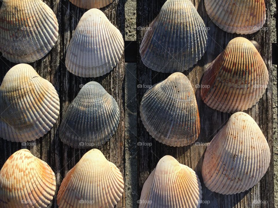 Large Shells
