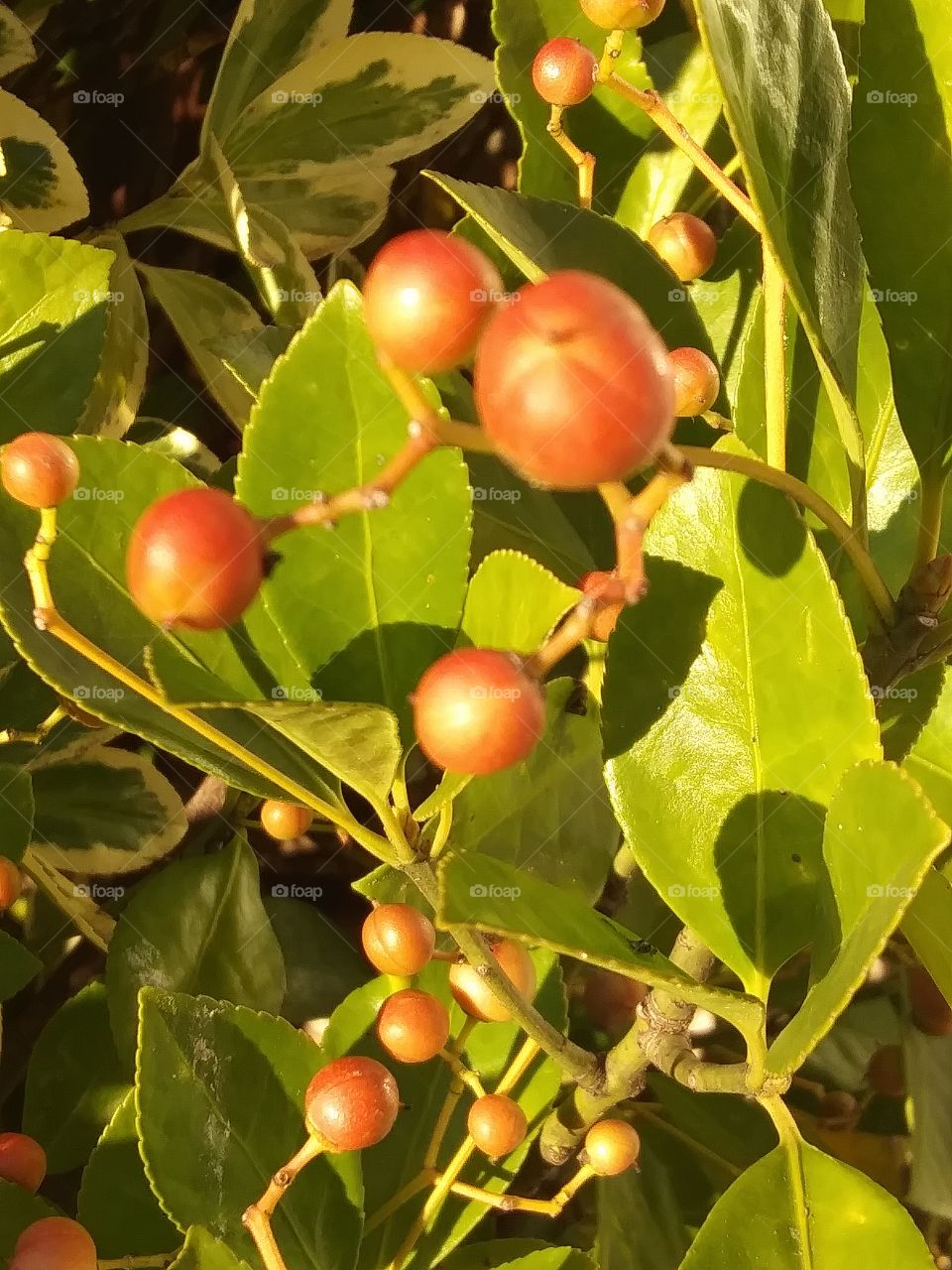 berries in afternoon light