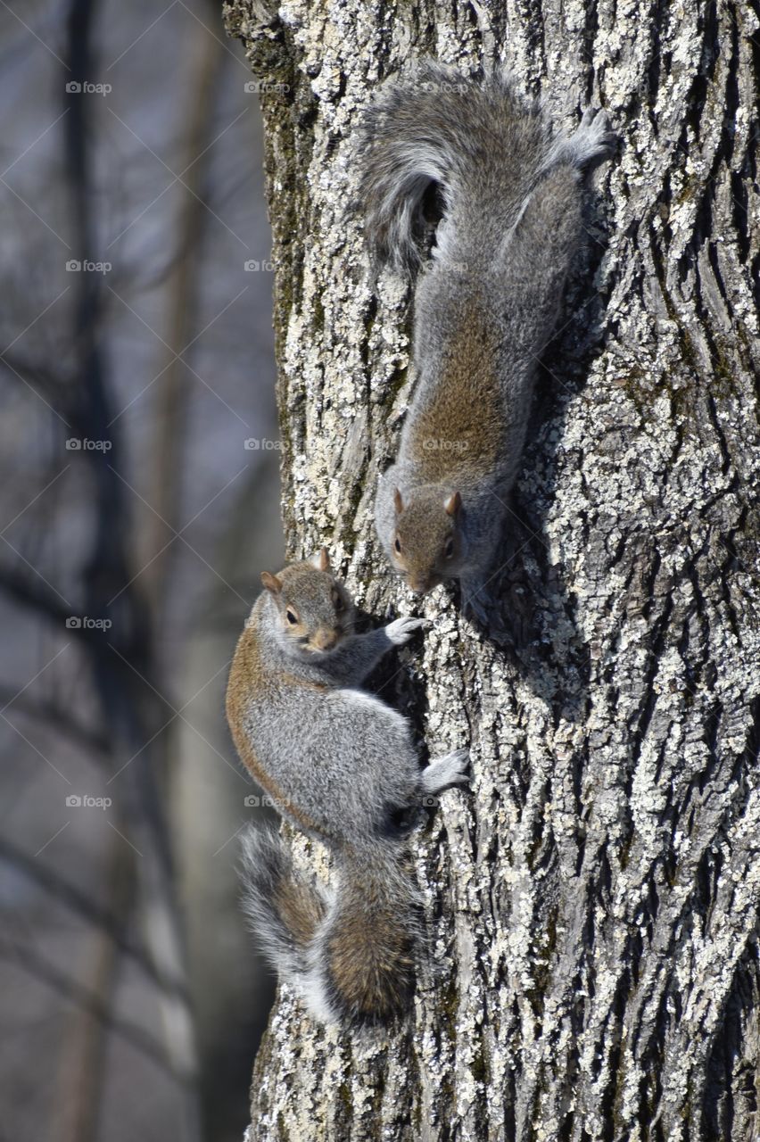 Two Squirrels 
