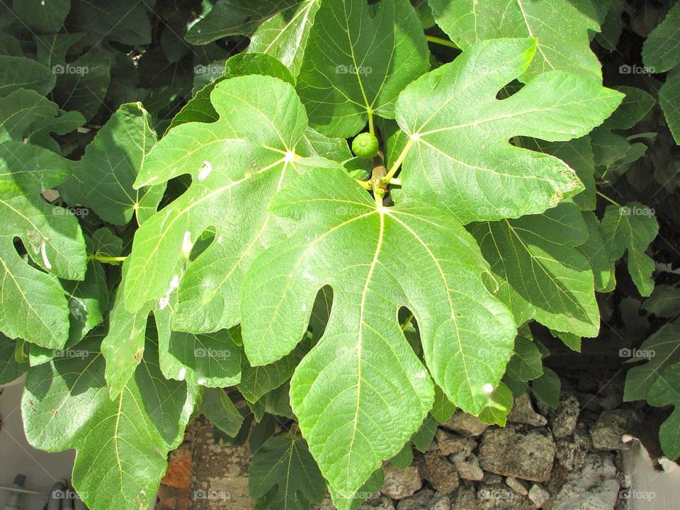 Fig leaf