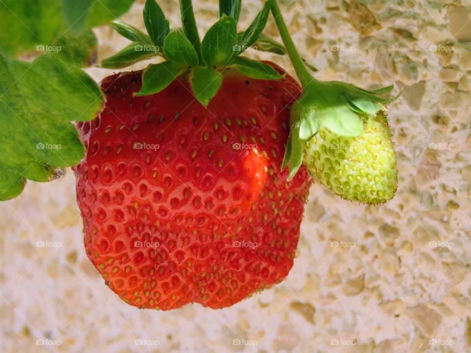 Strawberries