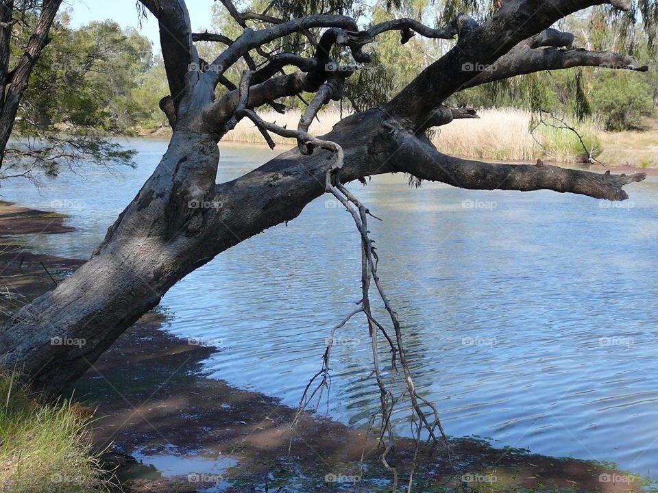 Tree over Lake