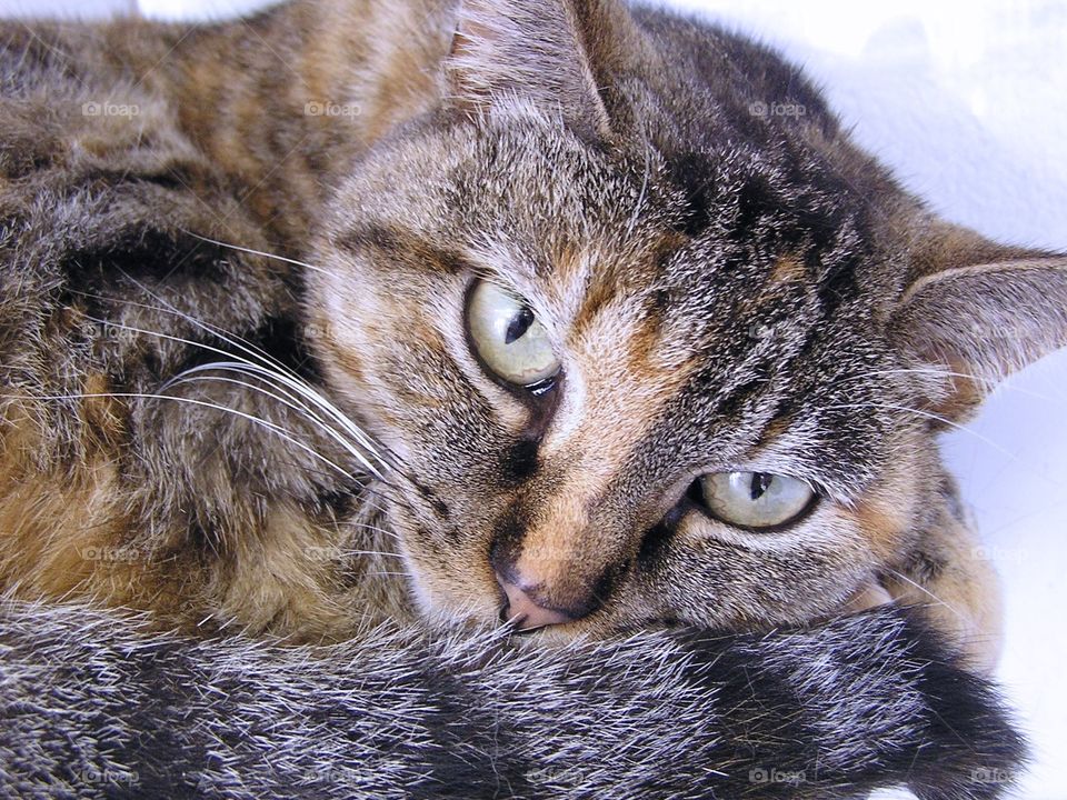Brown Tabby Cat. Waiting for adoption at the shelter