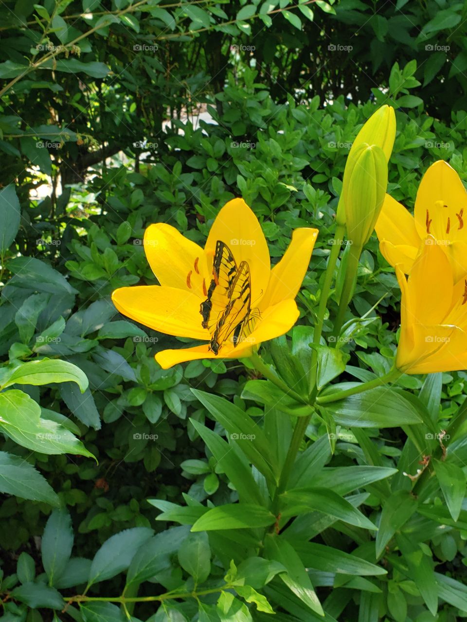brilliant yellow daylilies and butterflies
