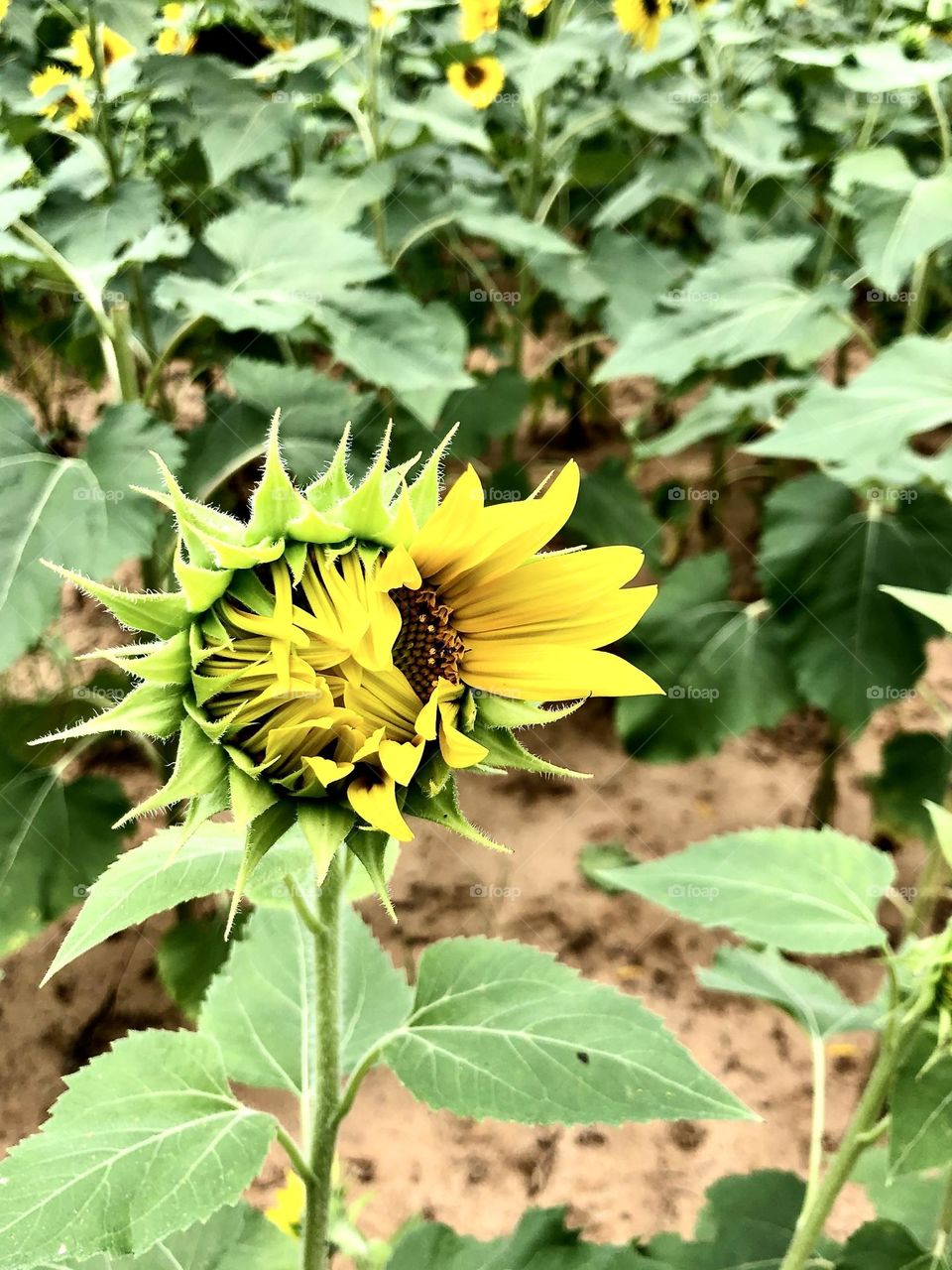 Summer sunflower taking its time to fully open, like it has a secret