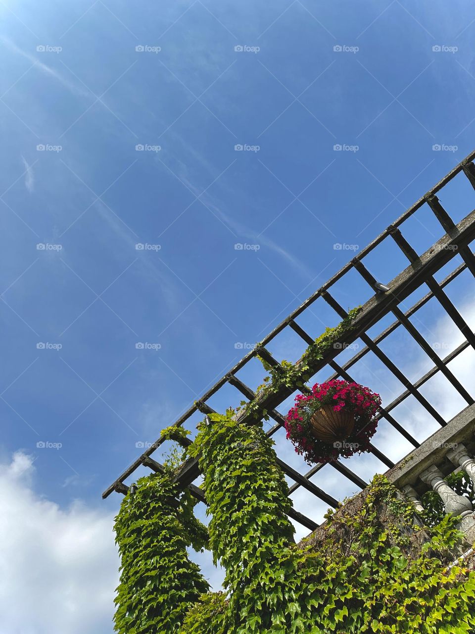 Red pink petunia flowers hanging on a bar against blue sky. And ivy leaves at the bottom. 