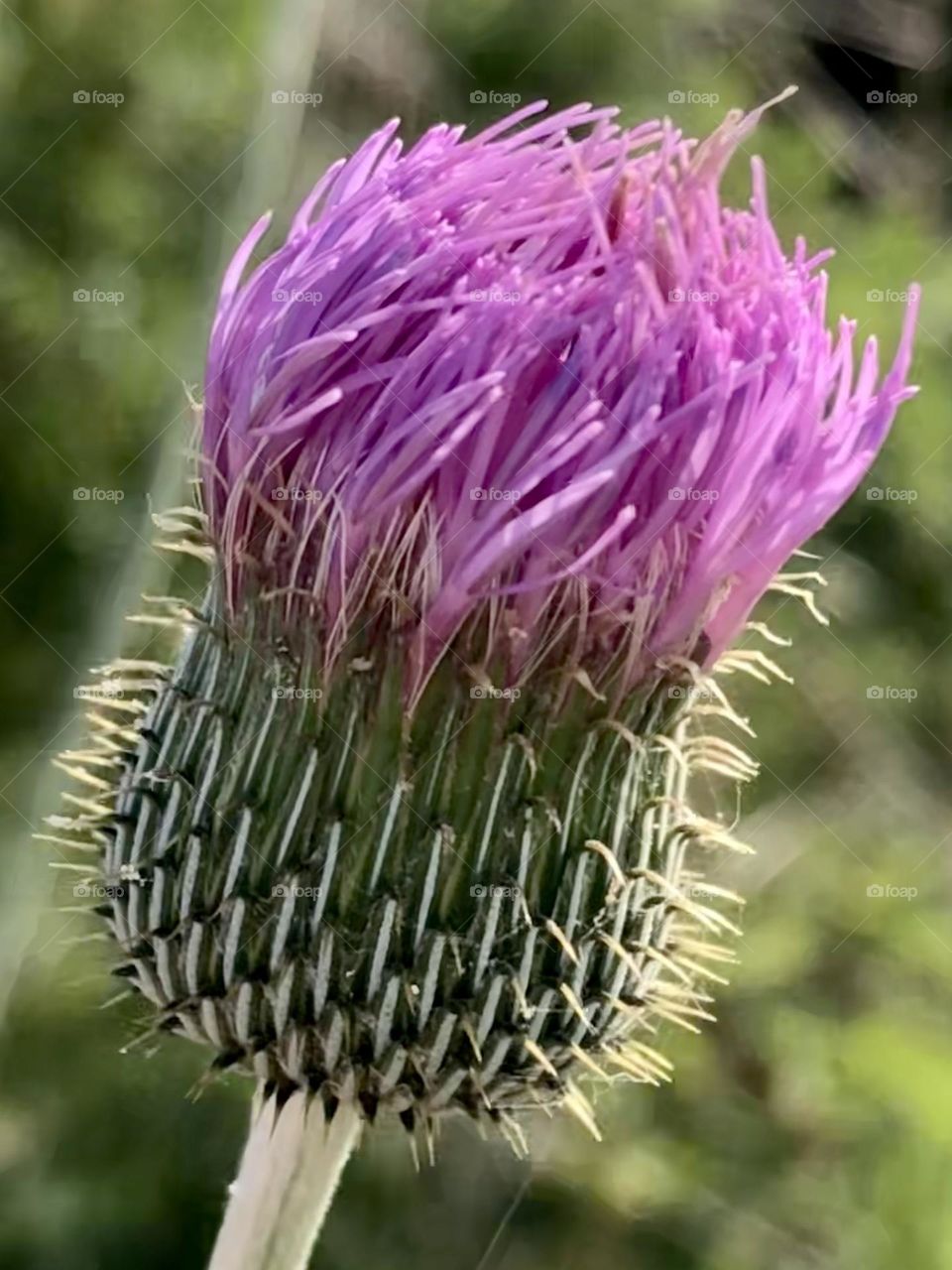 Closeup of a purple thistle that hasn’t bloomed yet - the details were amazing 💜