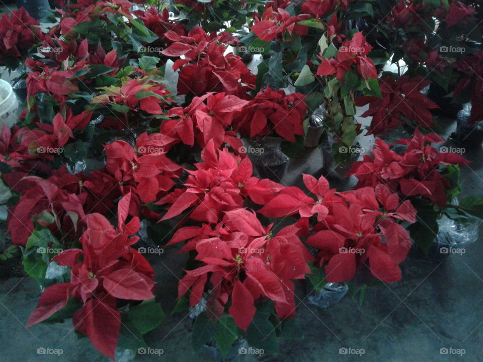 beautiful redlip flower