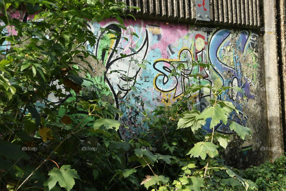Graffitis on a wall at the edge of a forest