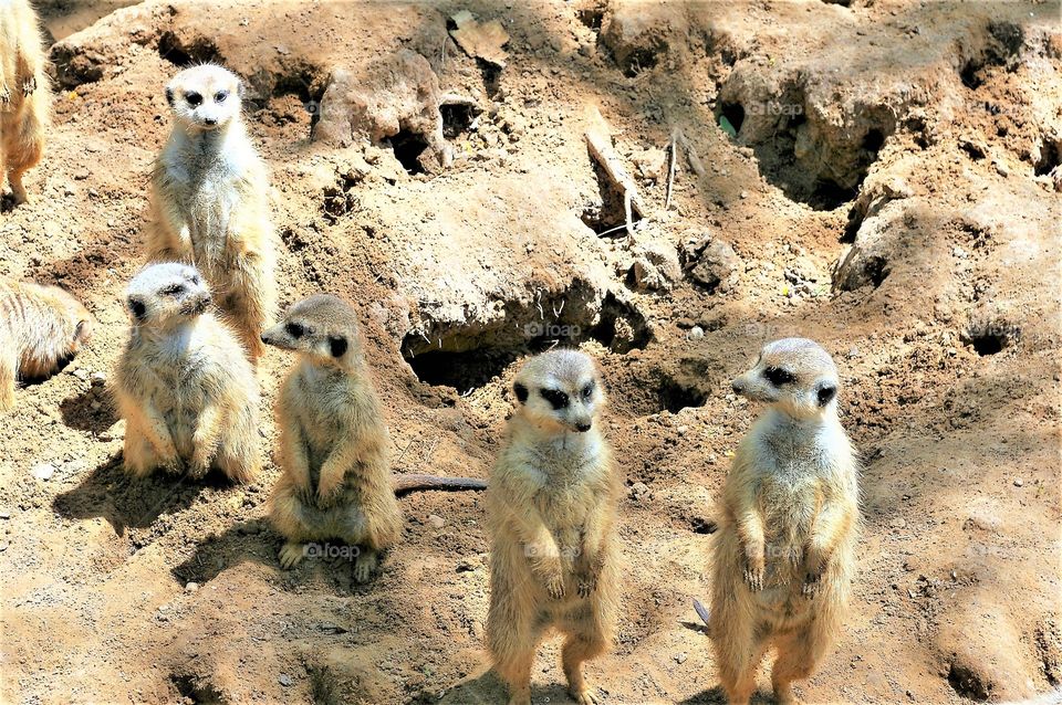 Meerkat’s