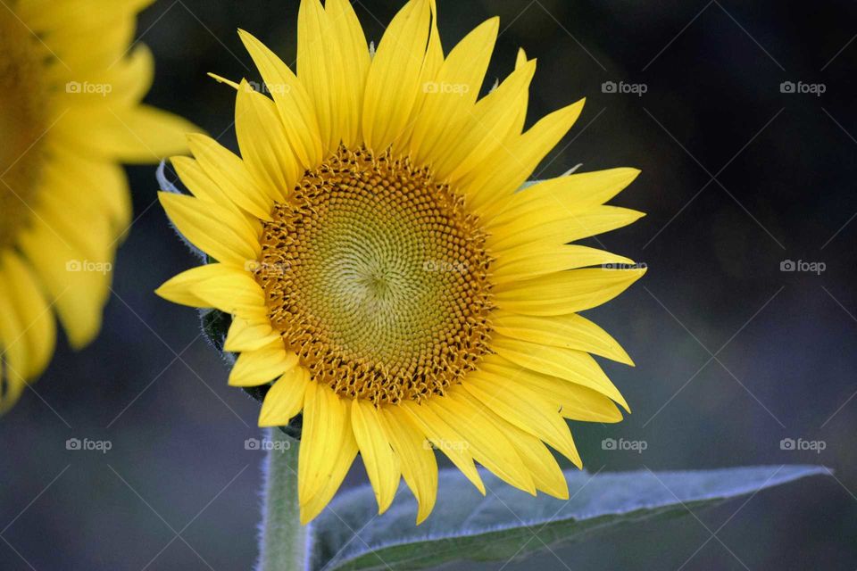 Sunny Sunflower