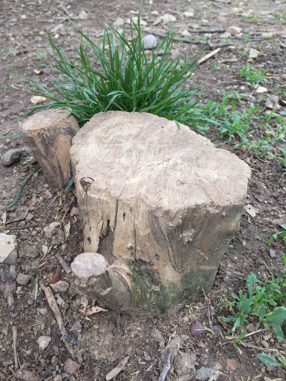 Stump