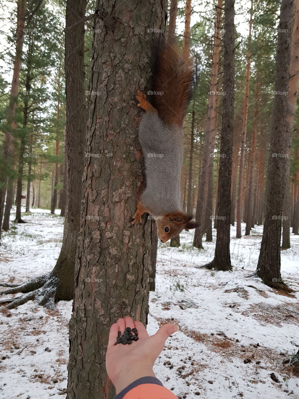 squirrel on a tree in winter