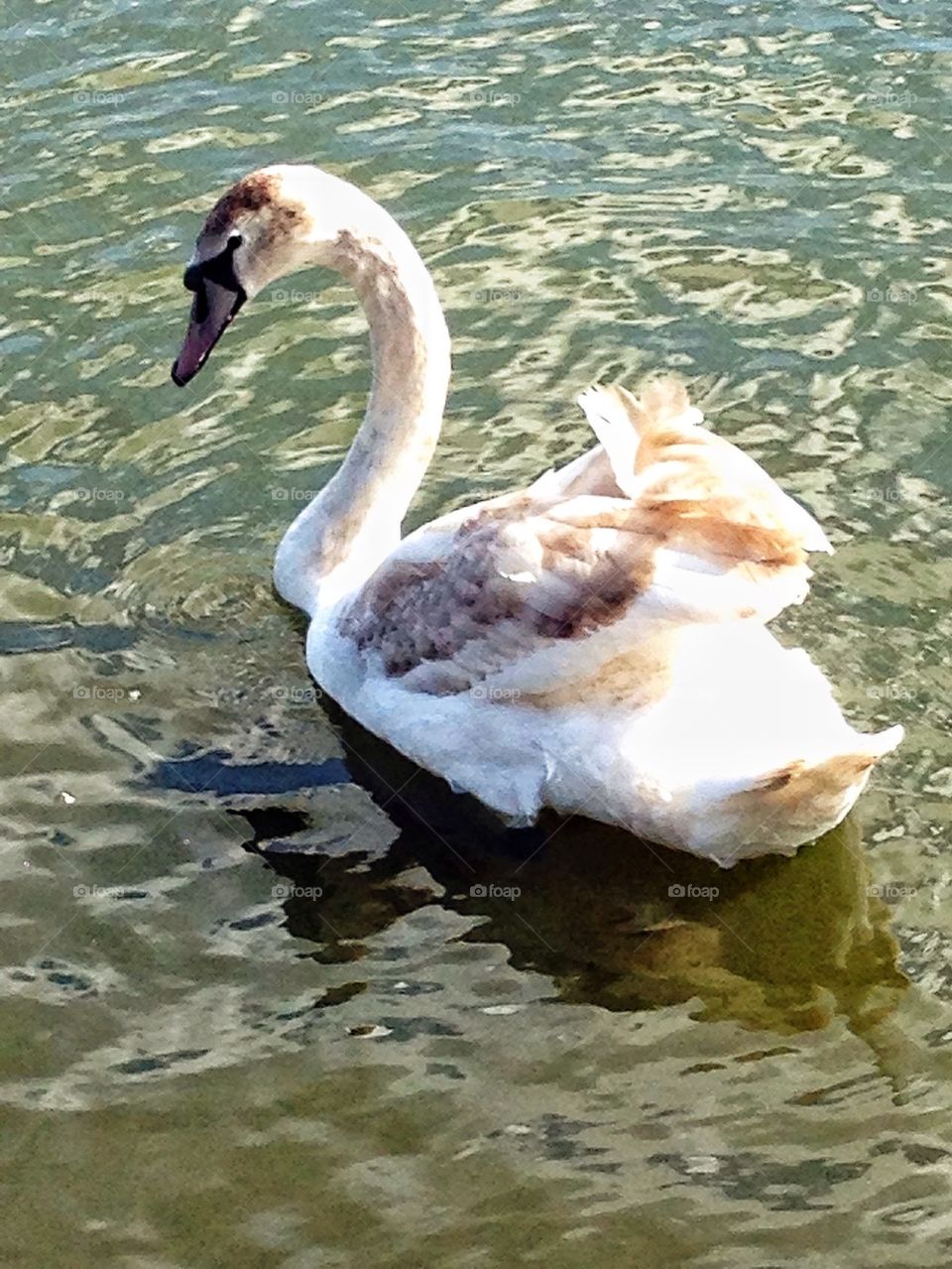 Swan