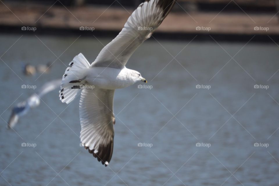 Seagulls flying high in a park