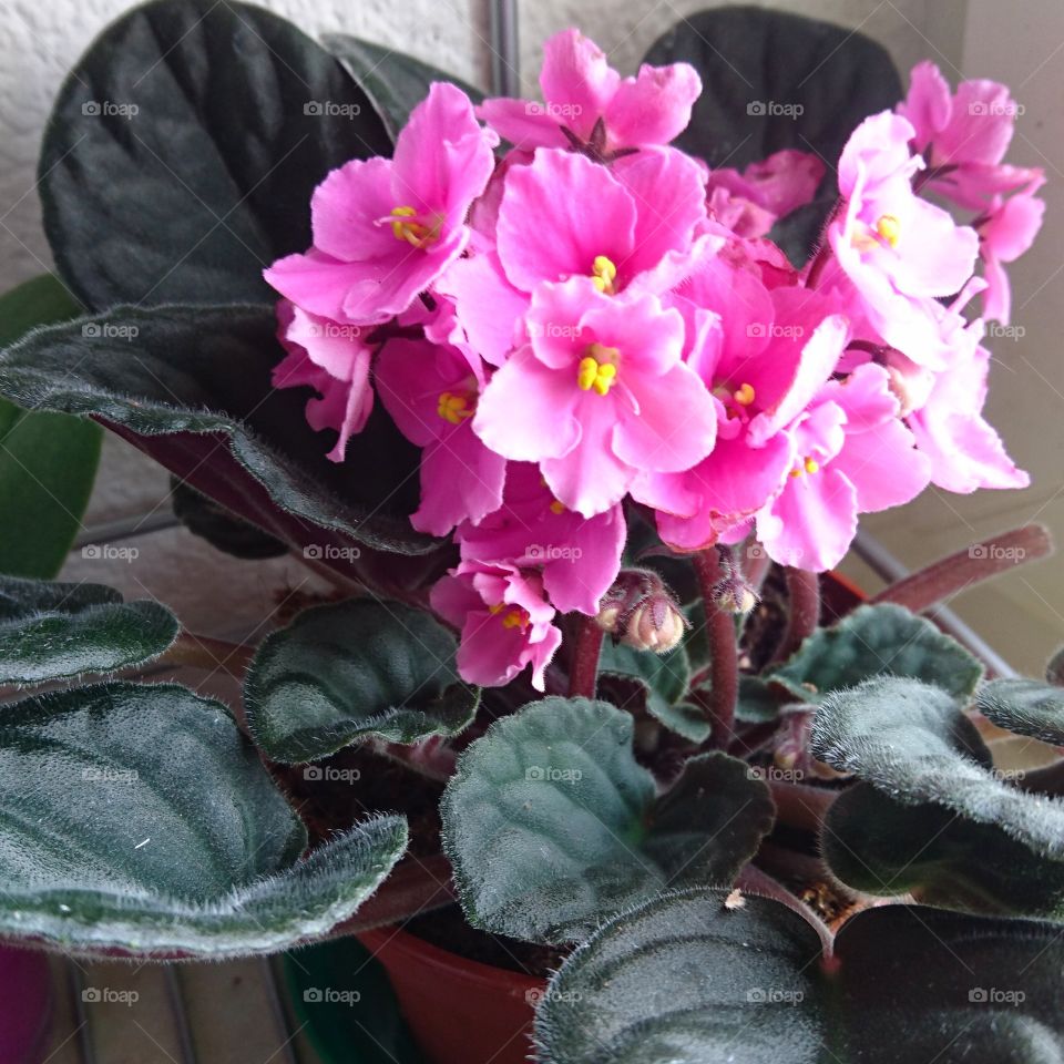 African Violets
