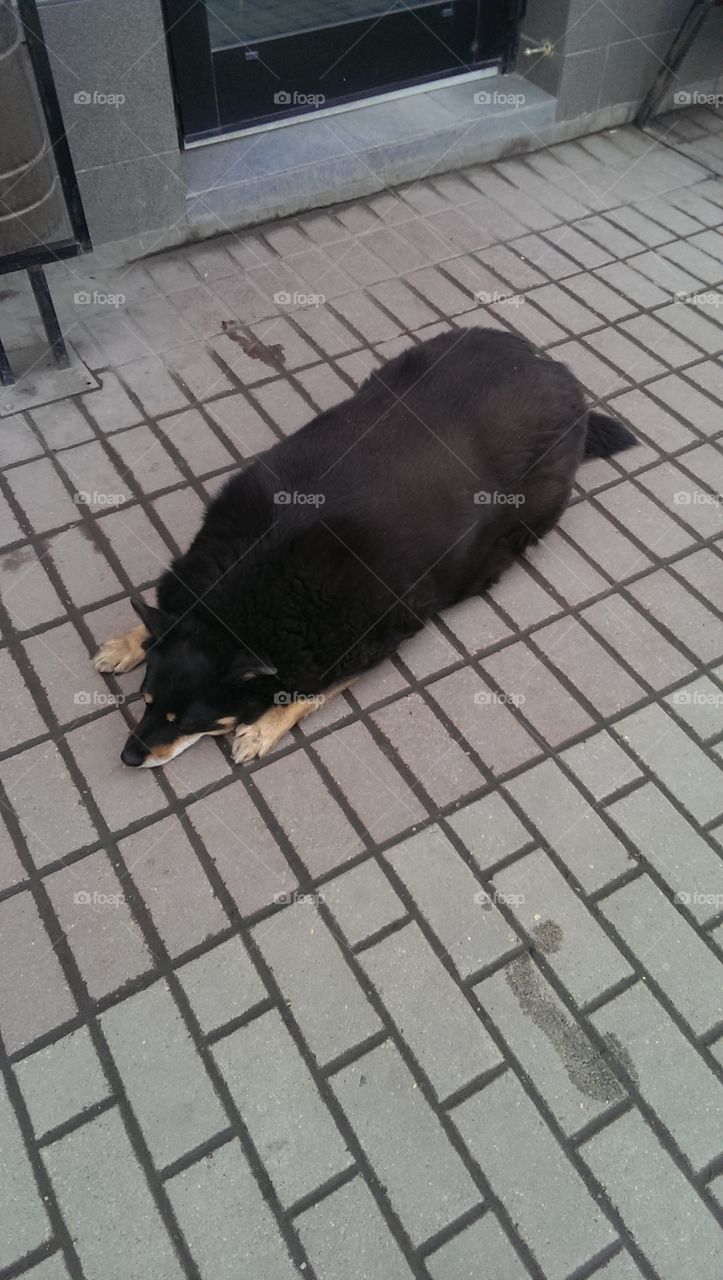 Slightly overweight dog on Moscow street