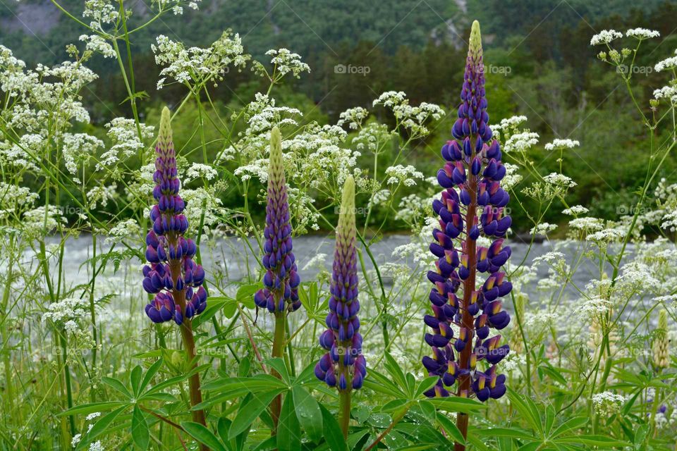 Purple Lupine Norway