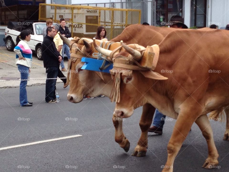 Ox parade