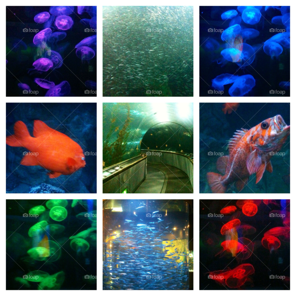 san francisco california fishes aquarium of the bay by dj_0dd1 