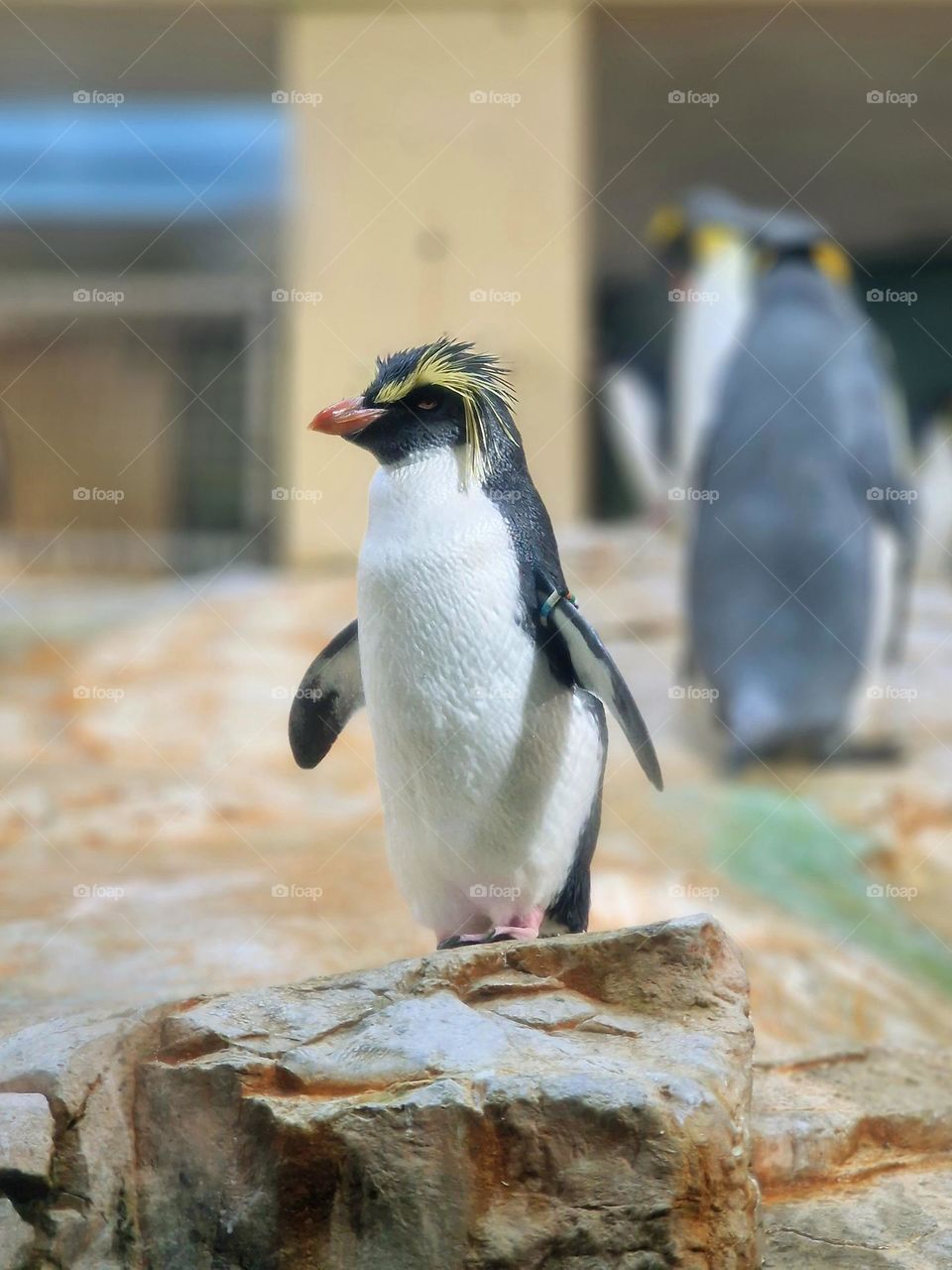 penguin bird