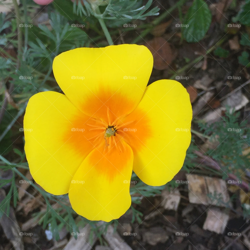 California poppy, Presidio variety II