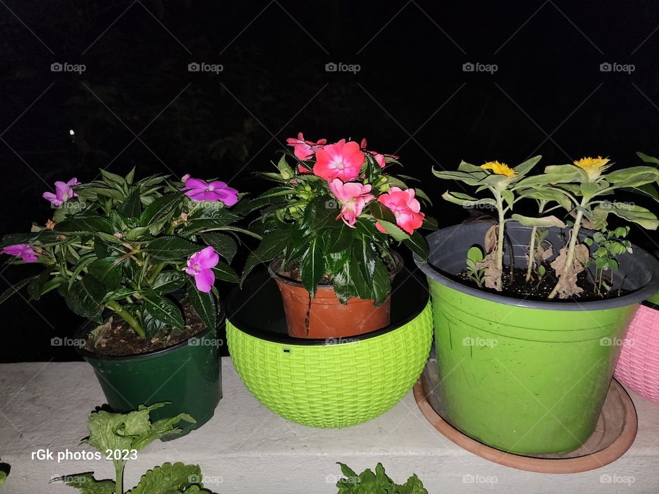 Potted house plants