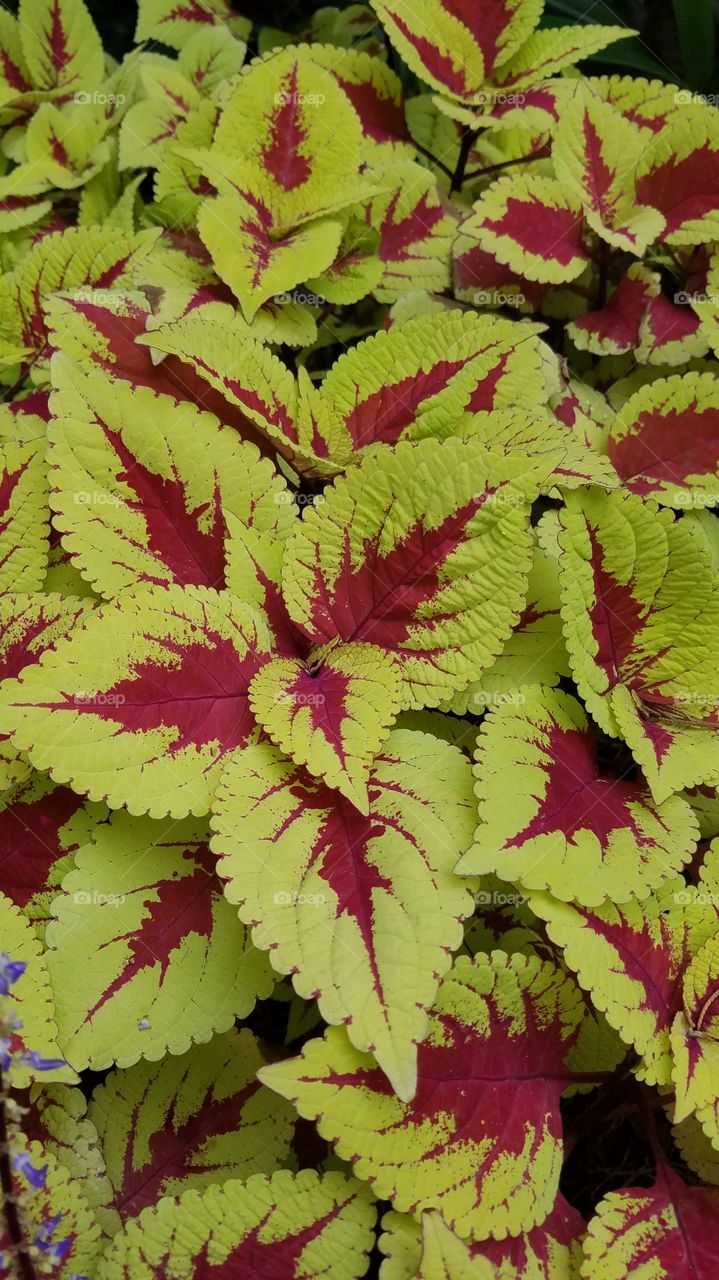 Yellow Plants in meditation Gardens