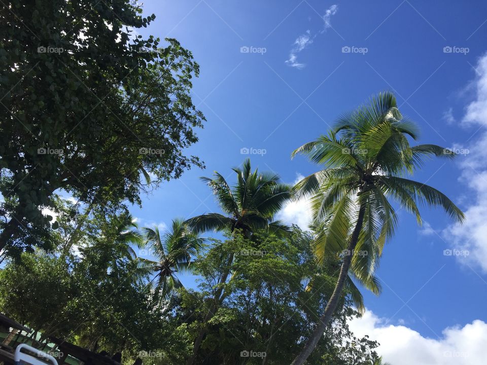 Palm Trees at Charlotte Amalie East