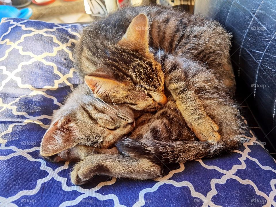 Kitty's love. When you have someone not only to fall asleep with but to cuddle also.<3