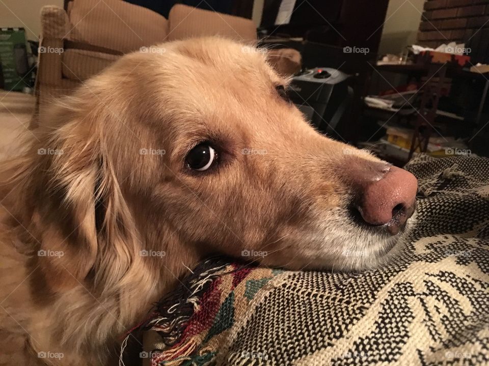 Dog with sad eyes
