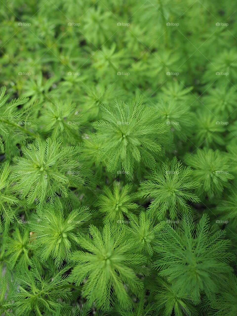 Green in nature, tree farm buds