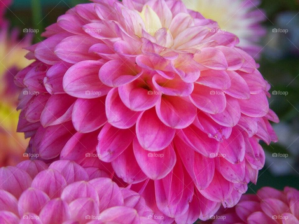 Dahlias
