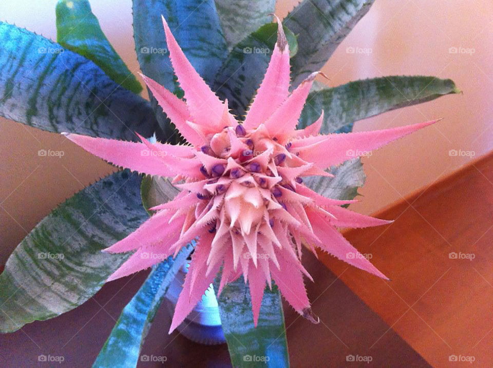 bromeliad: a tropical flower