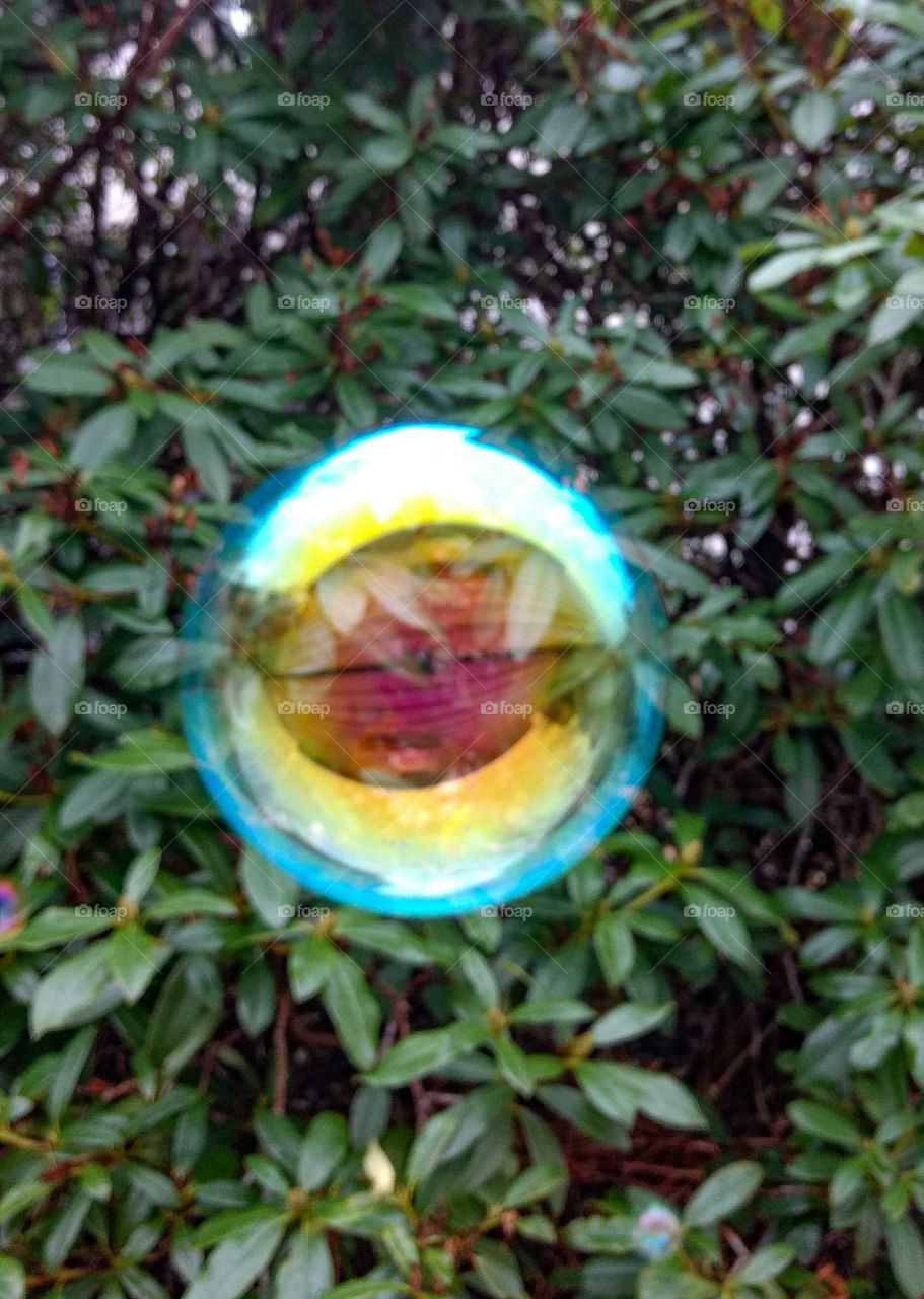 Leaf, Tree, Garden, Nature, Color