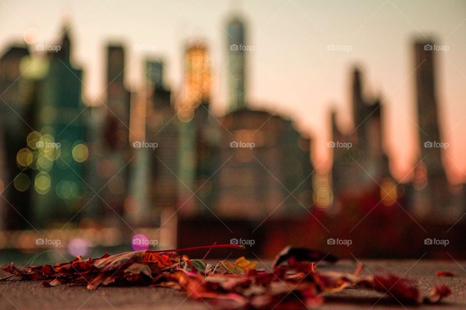 Dried leaves at against new york city
