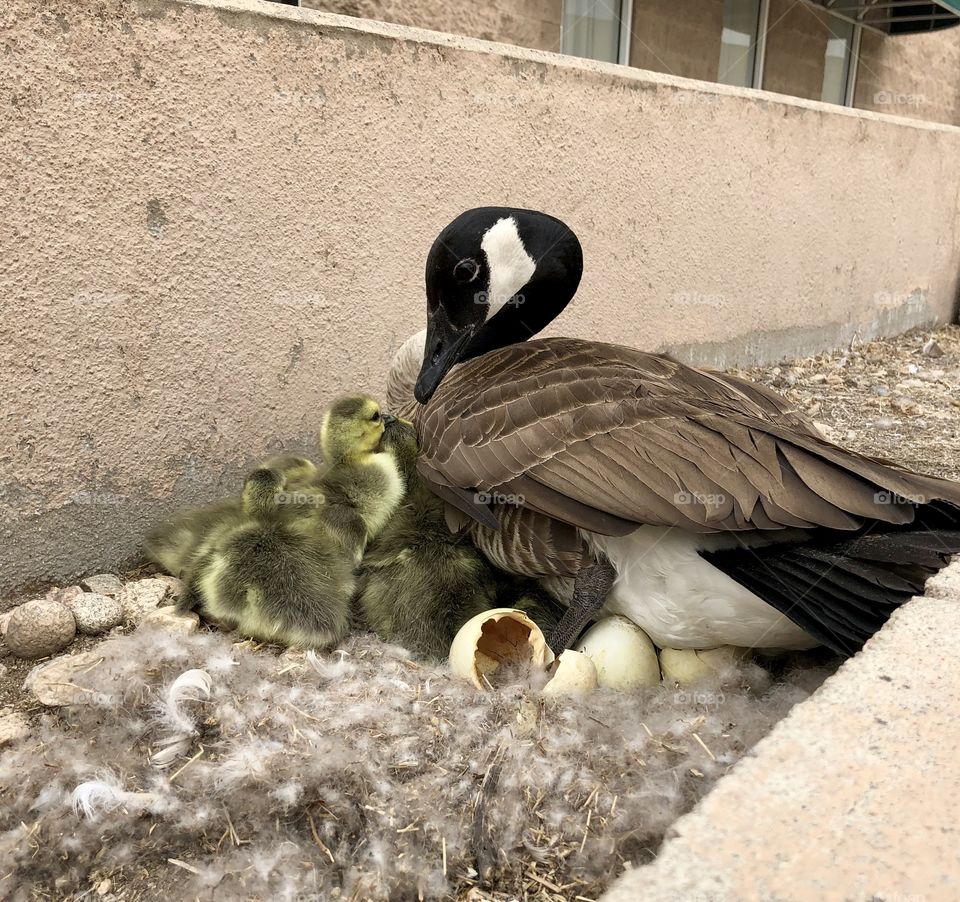 Mother Goose and babies!