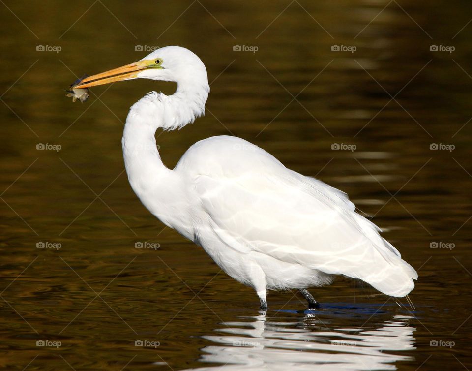 Great Egret with a Fish