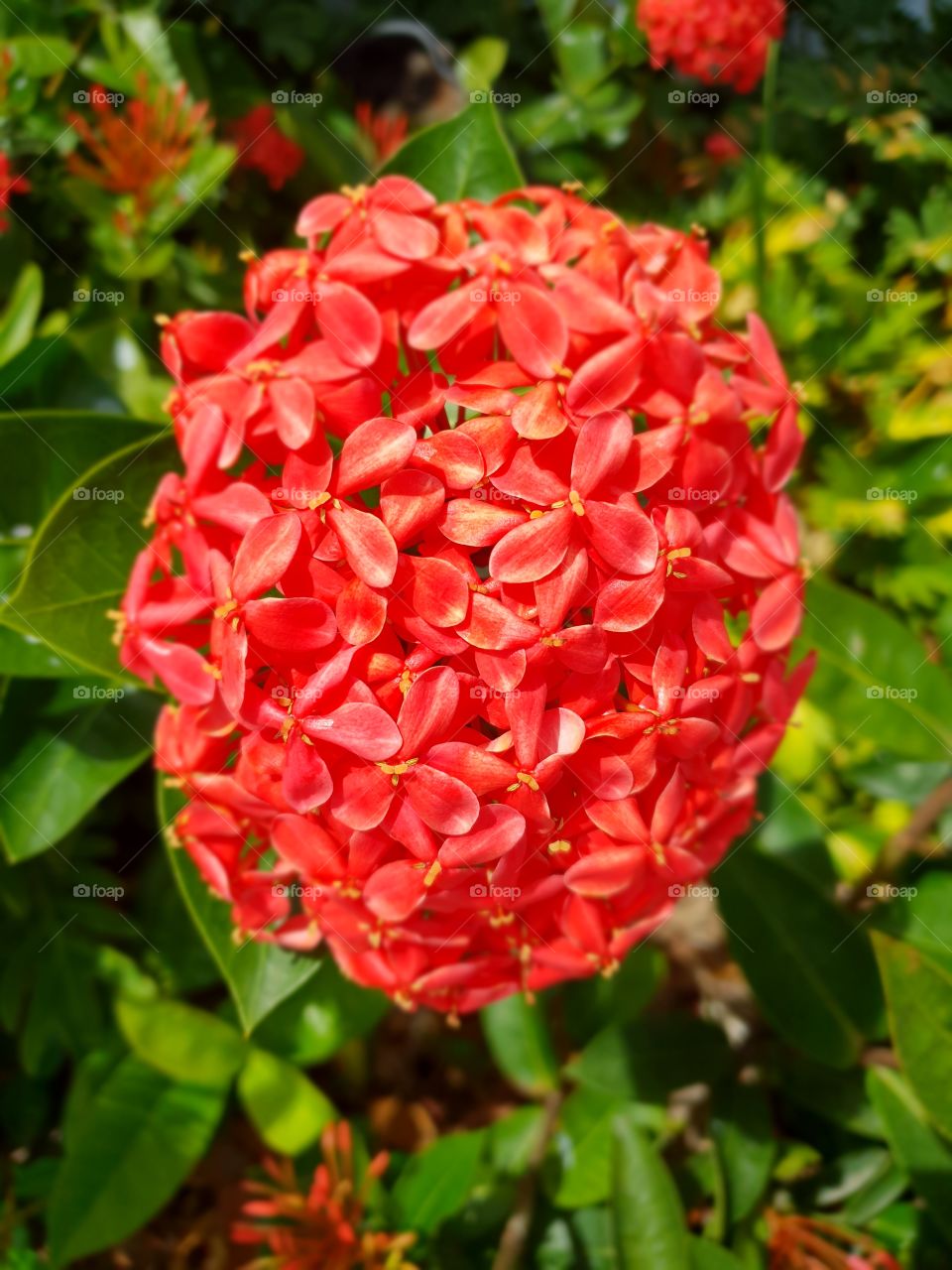 Close up flower bunch