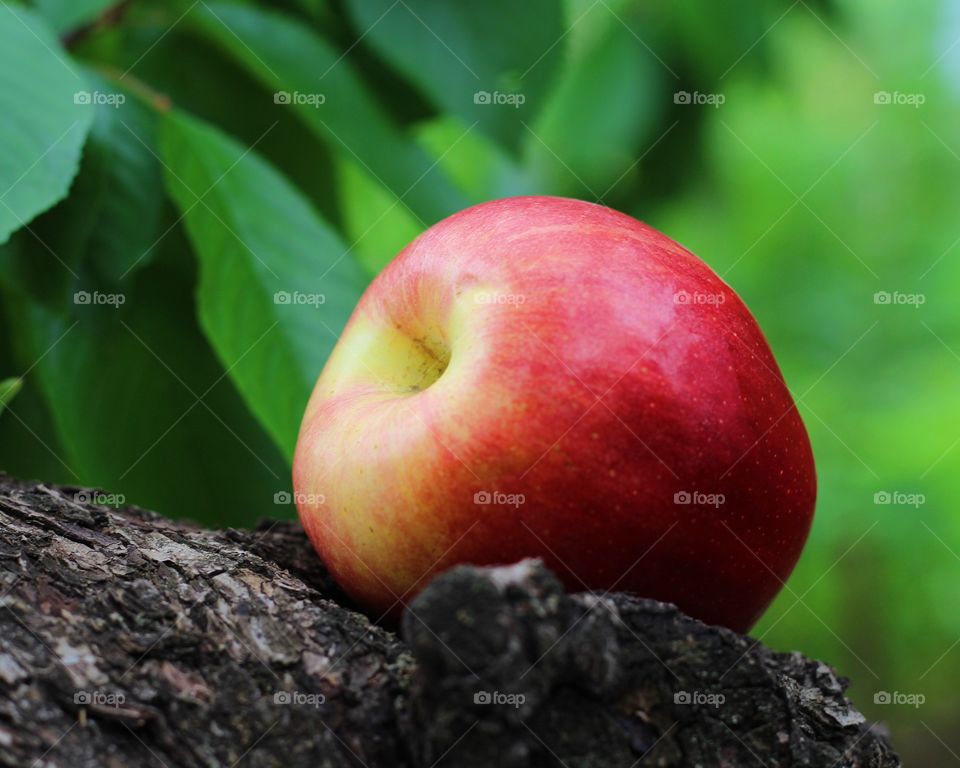 An apple 