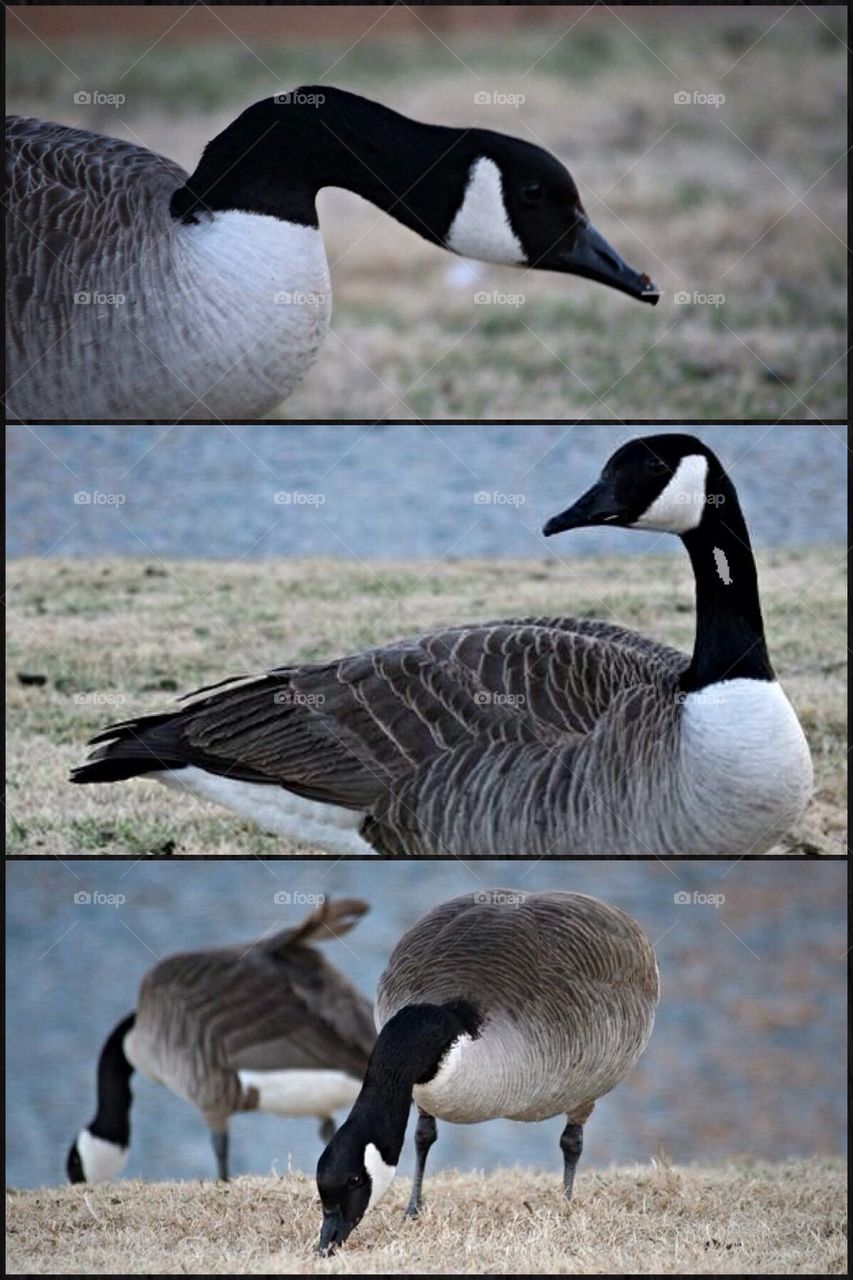 Trio of Geese 