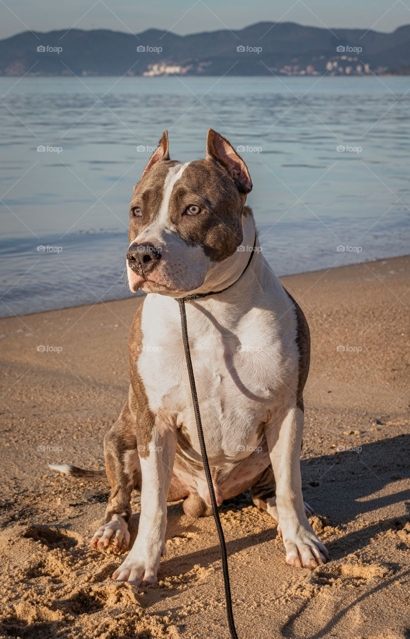 Look strong and focused of a dog on the beach