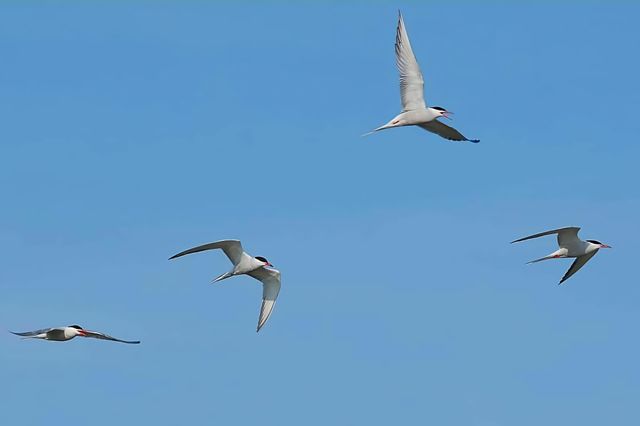 Close up on four Common Terns in full flying motion over the Gâvres sea under a bright blue sky