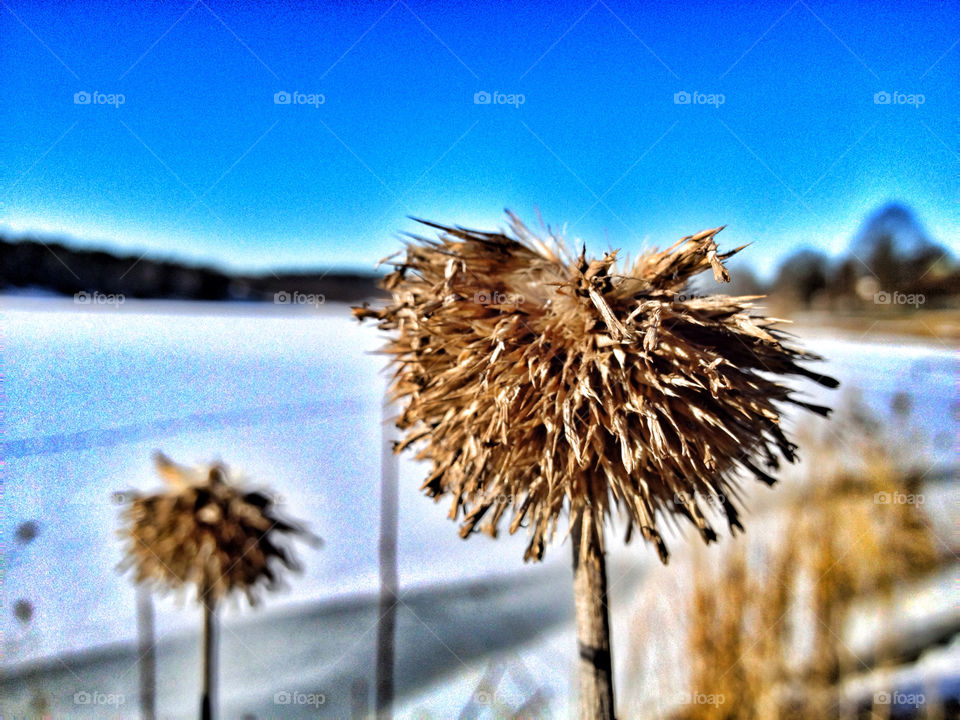 snow sweden flowers ice by spikerbagger