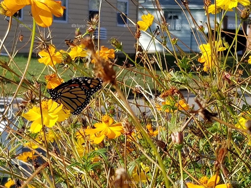 Monarch Butterfly on yellow Cosmos in the fall.
